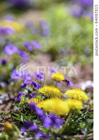 春天的花朵紫羅蘭和蒲公英 64097815