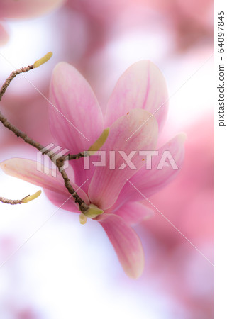 Magnolia flower Magnolia flower 64097845