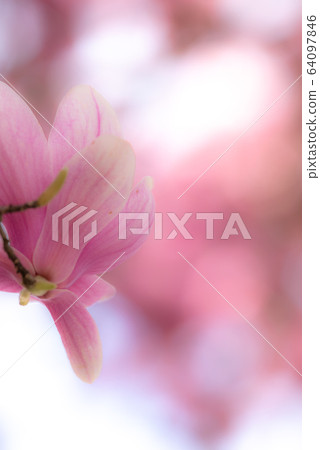 玉蘭花 玉蘭花 64097846