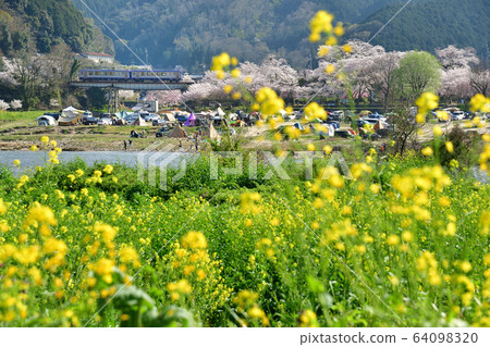 Rape blossoms and cherry blossoms and train 64098320
