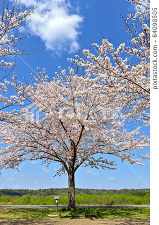 Oh cherry-blossom corridor Oh cherry-blossom corridor 64098505