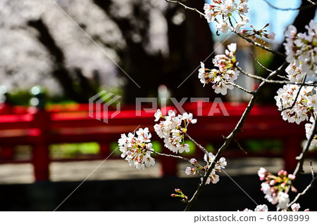 Red bridge and cherry blossoms 64098999