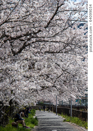 Daigo的櫻桃樹行 Daigo的櫻桃樹行 64099034