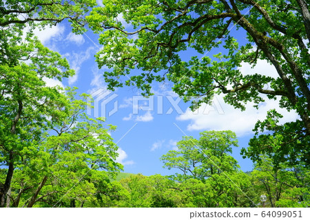 Fresh green of Nara Park 3 Fresh green of Nara Park 3 64099051