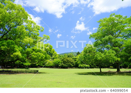 Fresh green of Nara Park 5 64099054