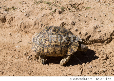 Leopard tortoise 64099166