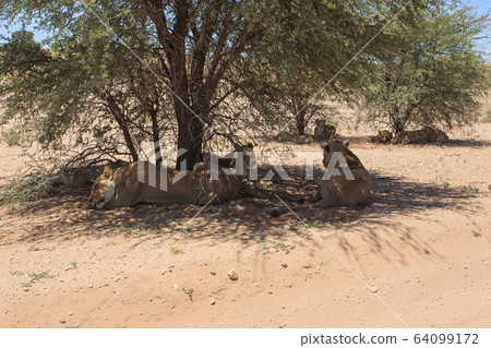 Lions 64099172