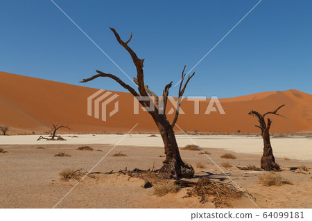 Death tree Hidden Vlei Death tree Hidden Vlei 64099181