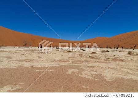 Dead Vlei 64099213