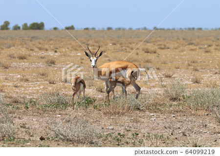 Springboks family Springboks family 64099219