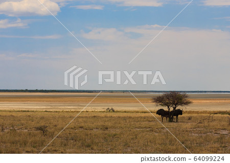 Etosha panorama 64099224