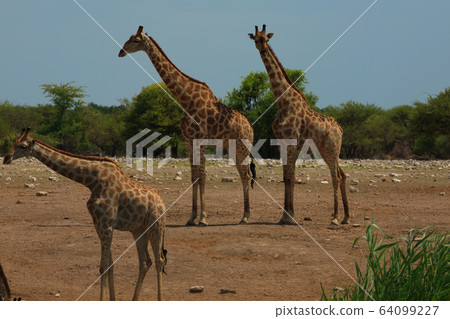 Herd of giraffes 64099227