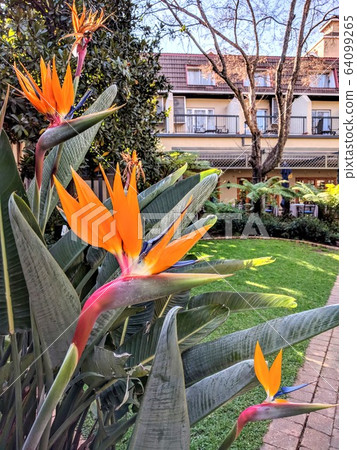 熱帶花卉鶴望蘭heliconia天堂鳥 64099265