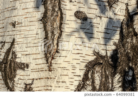 birch bark closeup as texture and background 64099381