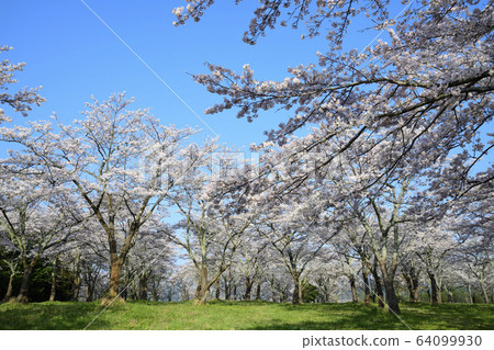 Sakura Saku II <Daishiji> - Stock Photo [64099930] - PIXTA