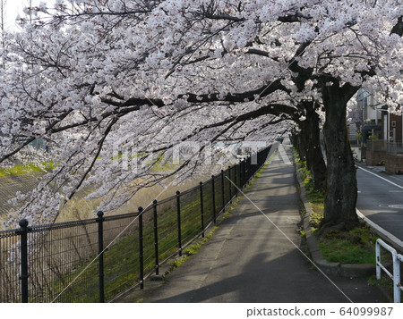 Famous cherry blossoms in Tama City 64099987