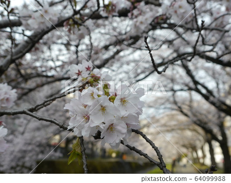 Famous cherry blossoms in Tama City 64099988