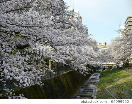 Famous cherry blossoms in Tama City 64099990