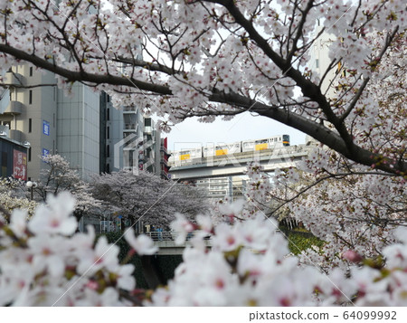 Sakura and monorail (Tama Center) 64099992