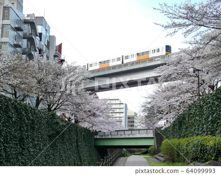 Sakura and monorail (Tama Center) 64099993