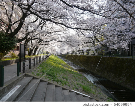 Famous cherry blossoms in Tama City 64099994