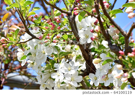 公主蘋果花 公主蘋果花 64100119