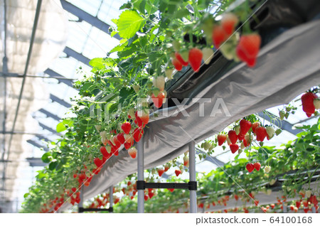 Strawberry field, Kaori field 64100168