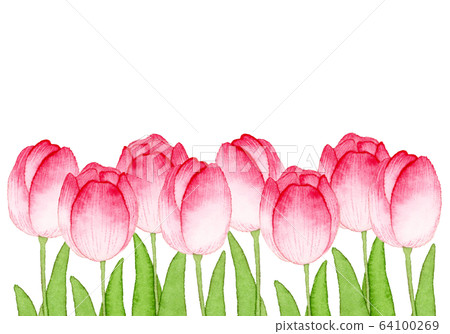 Hand-painted watercolor | tulip spring flower... - Stock Illustration ...