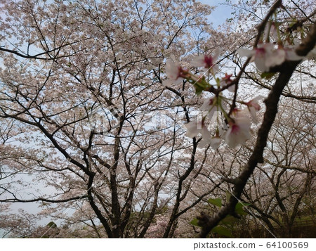 Cherry Blossoms Cherry Blossoms 64100569