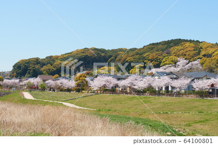 櫻花樹行在Takami的 64100801