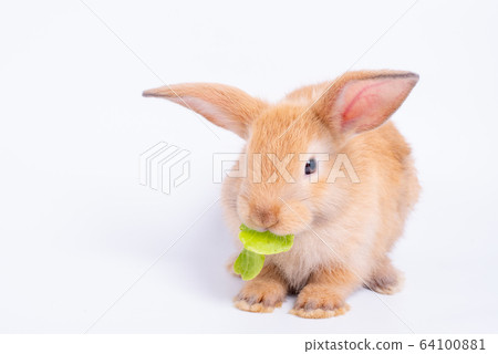 Cute light brown rabbit eat vegetable isolated on white background 64100881