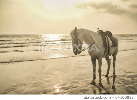 White horse stand on sand in the beach with sunset light 64100882