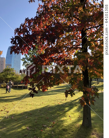 Sunlight through the fall 64101308