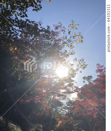 Sunbeams between trees Sunbeams between trees 64101311