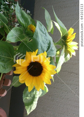 sunflower	 64101313