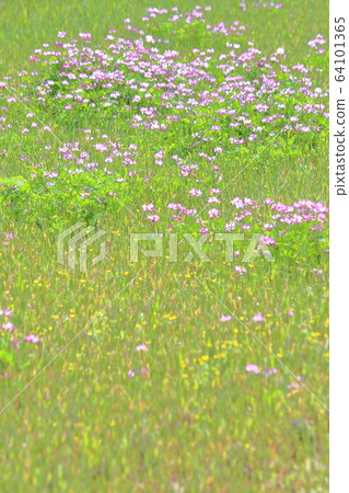 Spring, Renge field 64101365