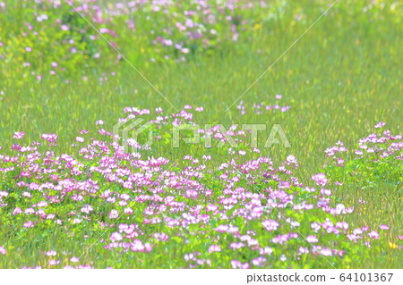 Spring, Renge field 64101367
