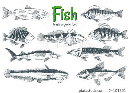 Hand drawn vector fishes. Fish and seafood products store poster. Can use as restaurant fish menu or fishing club banner. Sketch trout, carp, tuna, herring, flounder, anchovy 64101861