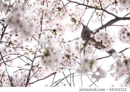 盛開的櫻花 64102322