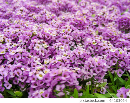 Alyssum flowers. Alyssum in sweet colors. Alyssum 64103034