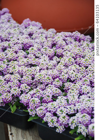 Alyssum flowers. Alyssum in sweet colors. Alyssum 64103135