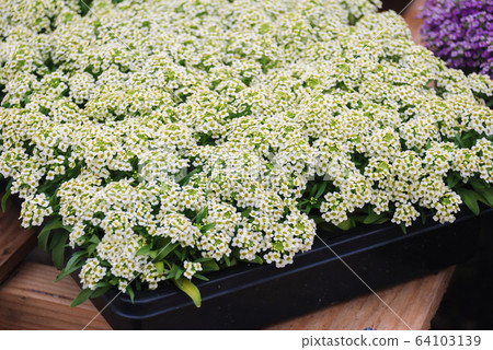 Alyssum flowers. Alyssum in sweet colors. Alyssum 64103139