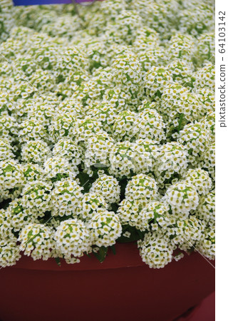 Alyssum flowers. Alyssum in sweet colors. Alyssum 64103142