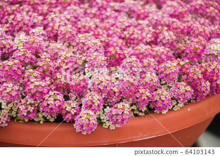 Alyssum flowers. Alyssum in sweet colors. Alyssum 64103143