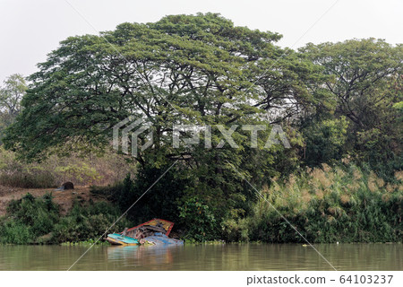 Wild vegetation on Chao Phraya River Wild vegetation on Chao Phraya River 64103237