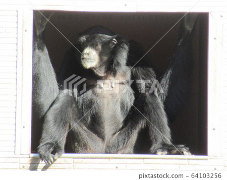 Flying gibbon 64103256
