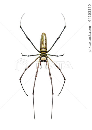 Golden Long-jawed Orb-weaver Spider. Insect. Golden Long-jawed Orb-weaver Spider. Insect. 64103320
