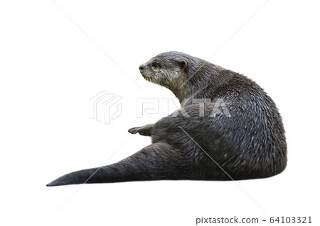 Image of a otter(Lutrinae). Wild Animals. Image of a otter(Lutrinae). Wild Animals. 64103321