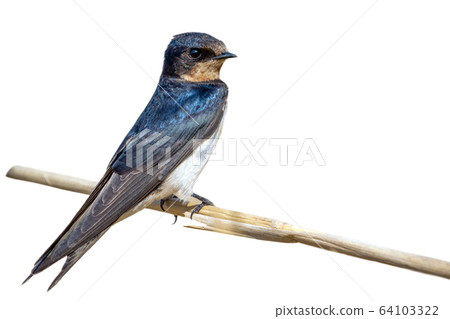 Image of barn swallow bird (Hirundo rustica). 64103322