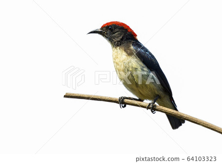 Image of Scarlet-backed flowerpecker bird. Animal. 64103323